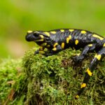 Der Feuersalamander: Ein heimlicher Bewohner unserer Wälder