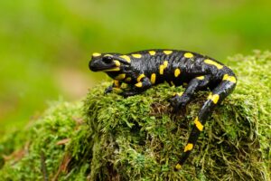 Feuersalamander in Österreich