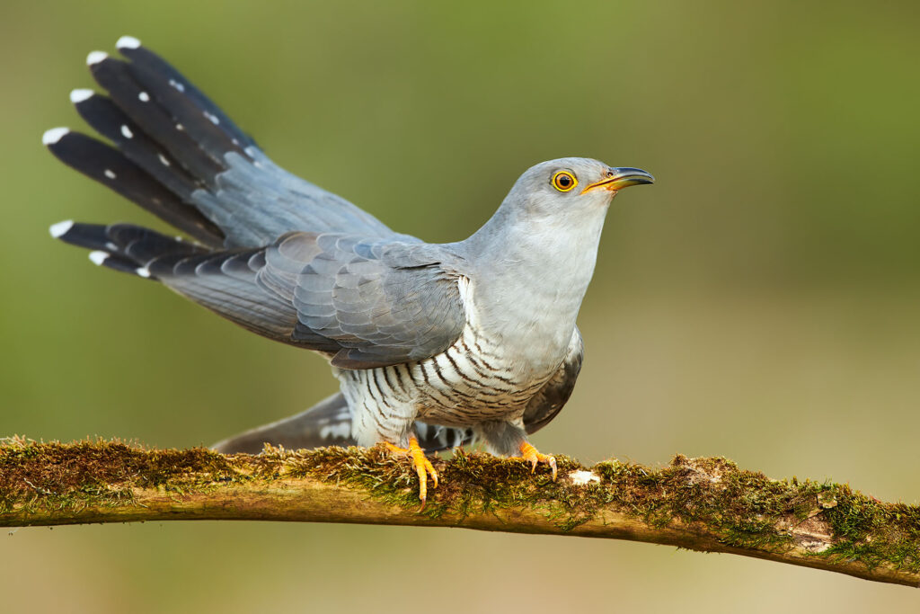 Der Kuckuck – Ein außergewöhnlicher Vogel mit großer Bedeutung für die Biodiversität